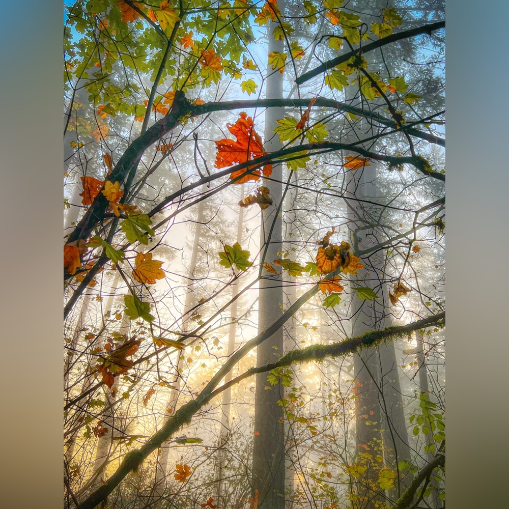 8x10 Misty Fall Morning Nature Photographic Print